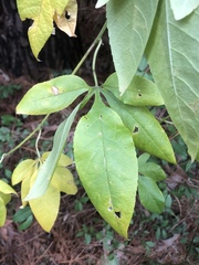 Passiflora incarnata × cincinnata