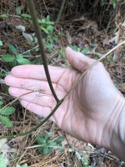 Passiflora incarnata × cincinnata