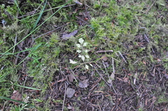 Cardamine oligosperma
