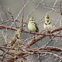 Trachyphonus darnaudii