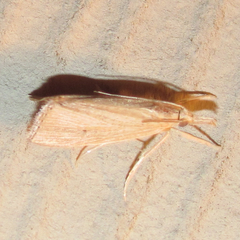 Eoreuma densellus