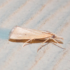 Eoreuma densellus