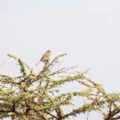 Cisticola natalensis