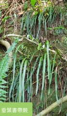 Haplopteris elongata