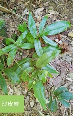 Tectaria harlandii