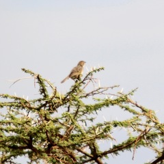 Cisticola natalensis