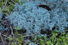 Cladonia wainioi