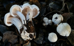 Hygrophorus eburneus image