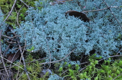 Cladonia wainioi
