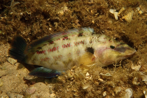 East Atlantic Peacock Wrasse