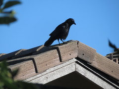 Corvus brachyrhynchos
