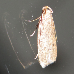 Inga obscuromaculella