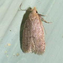 Inga obscuromaculella