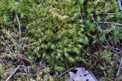 Dicranum howellii