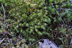 Dicranum howellii