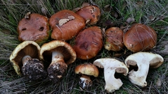 Cortinarius vellingae