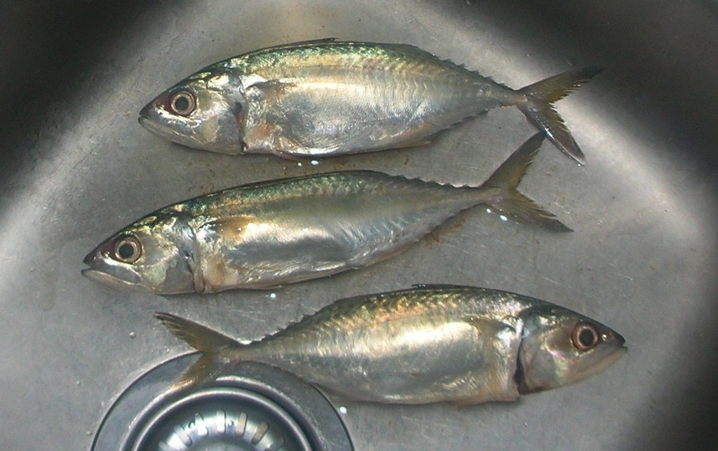 Short Mackerel