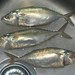 Short Mackerel - Photo (c) Xufanc, some rights reserved (CC BY-SA)