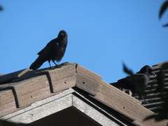 Corvus brachyrhynchos