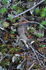 Peltigera britannica