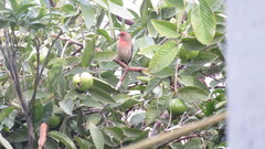 Haemorhous mexicanus