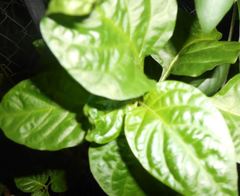 Capsicum annuum conoides