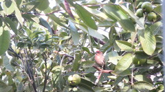 Haemorhous mexicanus