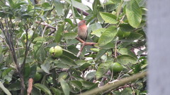 Haemorhous mexicanus