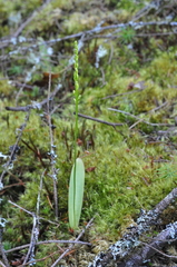 Platanthera unalascensis