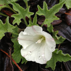 Calystegia collina oxyphylla