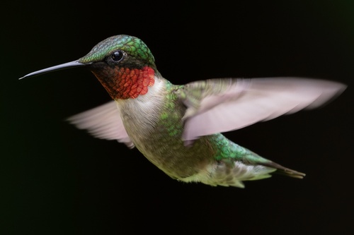 Ruby-throated Hummingbird photographed in New York