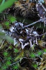 Peltigera hymenina