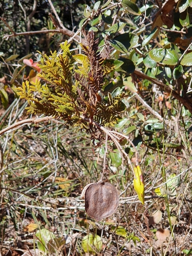 Jacaranda ulei (Jacaranda ulei)