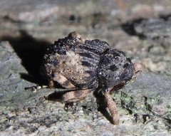 Cryptorhynchus fuscatus