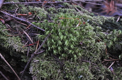 Dicranum howellii