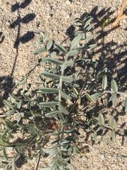 Astragalus aridus
