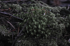 Dicranum howellii