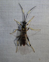 Polytribax contiguus