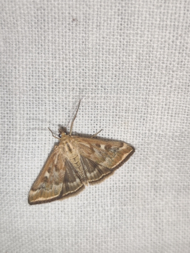 Loxostege sticticalis