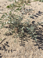 Astragalus aridus
