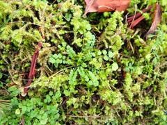 Cardamine oligosperma