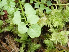 Cardamine oligosperma