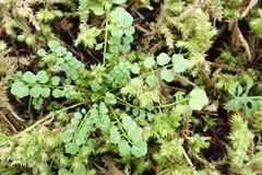Cardamine oligosperma