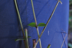 Erythranthe microphylla