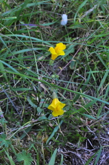 Erythranthe microphylla