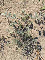 Astragalus aridus