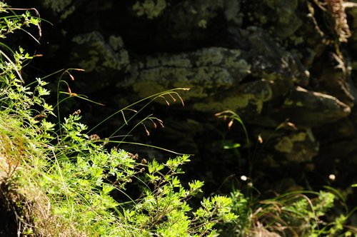 Carex petricosa var. misandroides