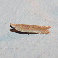 Mesophleps adustipennis