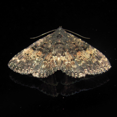 Metalectra diabolica