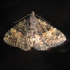 Metalectra diabolica